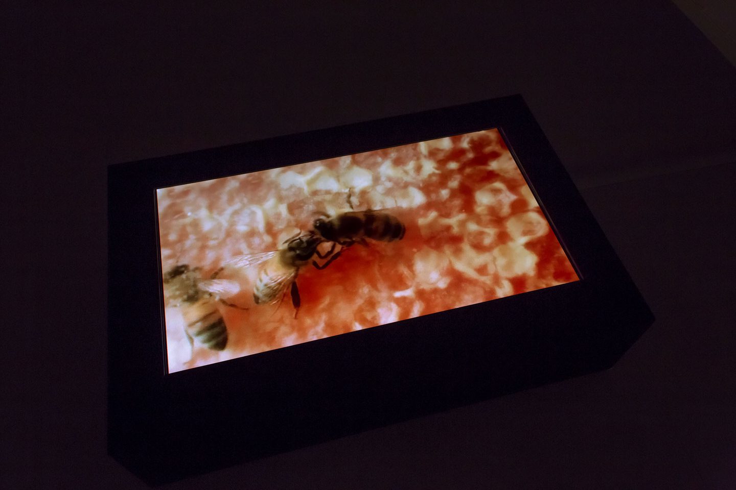 Dafna Shalom, Fearful Days, 2012