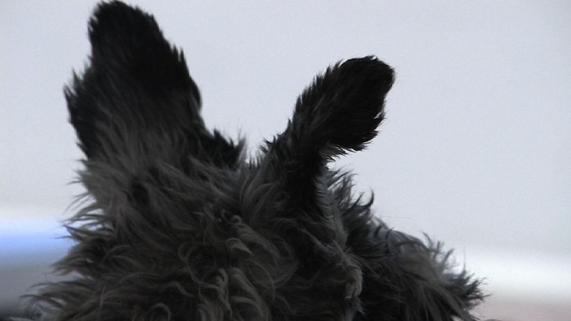 Martin White & Matthew Berka, Is this OK?, 2019