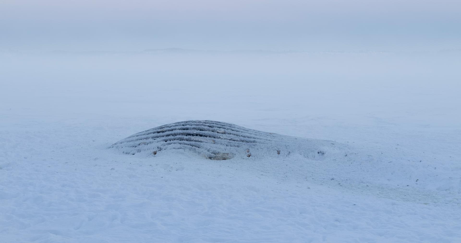 Oda Balke Fjellang, Uten tittel, 2025