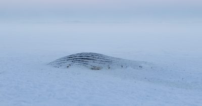 Oda Balke Fjellang, Uten tittel, 2025